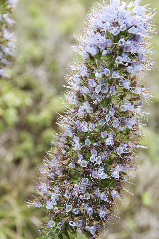 马德拉的骄傲(Echium nervosum)